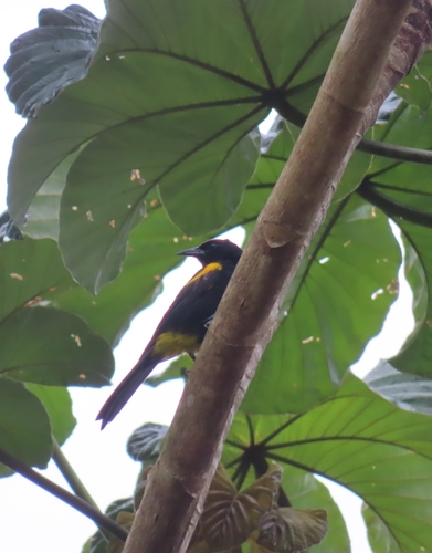 Puerto Rican Oriole (Icterus portoricensis), photo 7