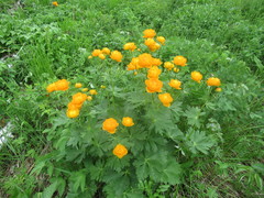 Trollius asiaticus