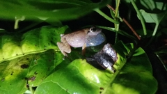 Pseudophilautus amboli