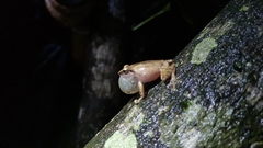 Pseudophilautus amboli