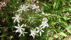 Ornithogalum pyramidale