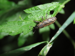 Lixus acutipennis