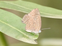 Arhopala sublustris