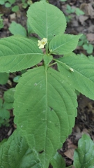 Impatiens parviflora