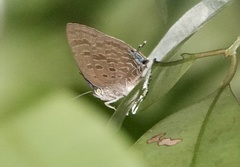 Arhopala sublustris