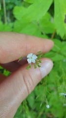 Veronica urticifolia