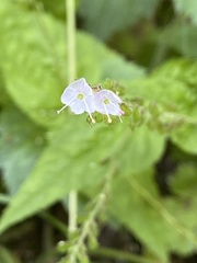 Veronica urticifolia