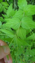 Veronica urticifolia