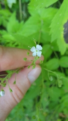 Veronica urticifolia