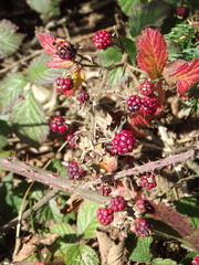 Rubus fruticosus