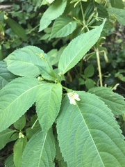 Impatiens parviflora