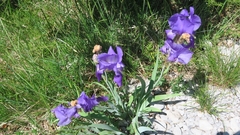 Iris pallida illyrica