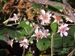 Rubus fruticosus