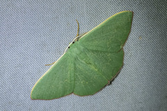 Prasinocyma semicrocea