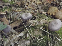 Fungi