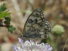 Melanargia