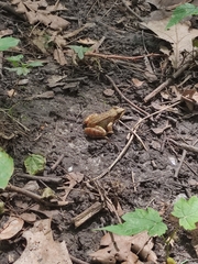 Rana temporaria