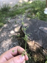 Galium aparine