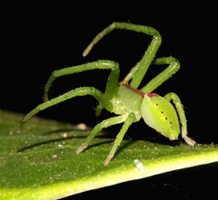 Sidymella rubrosignata