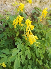 Pseudofumaria lutea