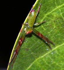 Cetratus