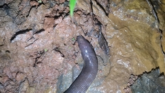 Ichthyophis beddomei