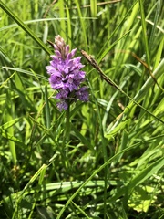 Dactylorhiza fuchsii