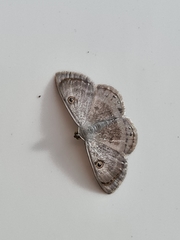 Argyrotome melae