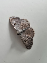 Argyrotome melae