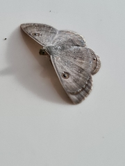 Argyrotome melae