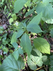 Impatiens parviflora