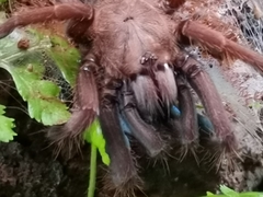 Thrigmopoeus truculentus