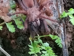 Thrigmopoeus truculentus