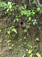 Thrigmopoeus truculentus