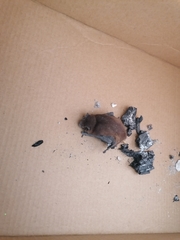 Pipistrellus pygmaeus