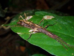 Abrosoma festinatum