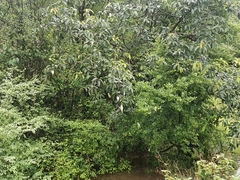 Rhacophorus malabaricus