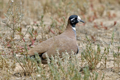 Phaps histrionica