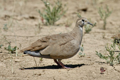 Phaps histrionica