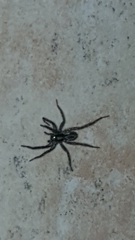 Arachnida