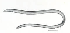 Spaghetti Eel photo 3