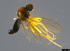 Ocydromiinae