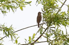 Carpodacus erythrinus grebnitskii