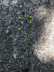 Ranunculus acris