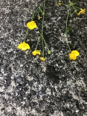 Ranunculus acris