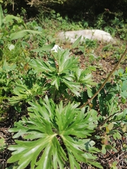 Anemonastrum biarmiense