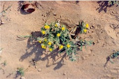 Arnebia hispidissima