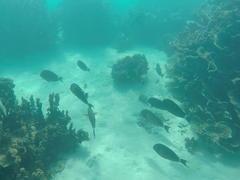 Acanthurus grammoptilus