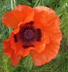 Papaver × pseudo-orientale