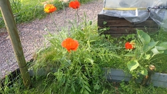 Papaver × pseudo-orientale